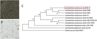 Tibetan Pig-Derived Probiotic Lactobacillus amylovorus SLZX20-1 Improved Intestinal Function via Producing Enzymes and Regulating Intestinal Microflora